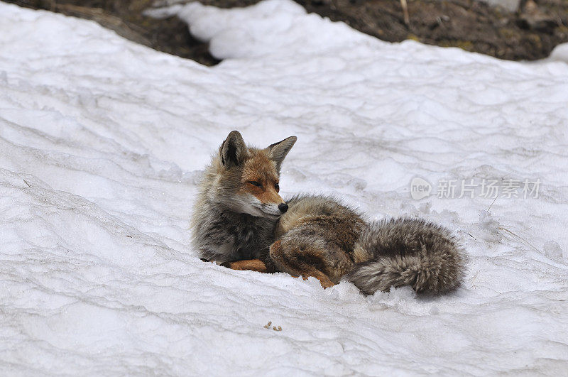 冬天的赤狐(Vulpes Vulpes)